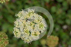 Sulphurflower buckwheat Eriogonum umbellatum var. subalpinum, greenish-white flowers