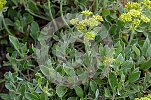 Sulphurflower buckwheat Eriogonum umbellatum var. umbellatum, yellow budding plants