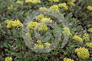 Sulphurflower buckwheat Eriogonum umbellatum var. umbellatum, with yellow flowers