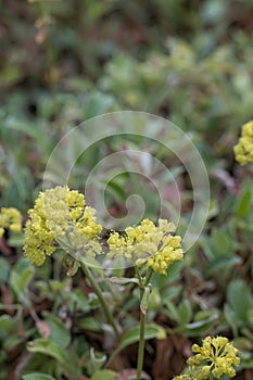 Sulphurflower buckwheat Eriogonum umbellatum var. umbellatum, yellow flowers