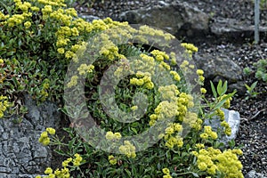 Sulphurflower buckwheat Eriogonum umbellatum var. umbellatum, with yellow flowers in a garden