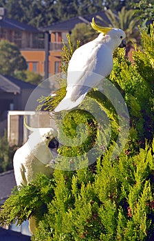 Sulpur Crested Cockatoos rest in the tops of suburban garden trees -Victoria, Australia.