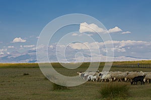 Sultan Marshes are located in the triangle formed by Develi