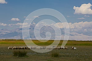 Sultan Marshes are located in the triangle formed by Develi