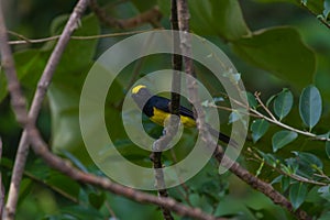 Sultan tit male in the nature