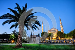 Sultanahmet Mosque Sultanahmet Mosque with palm tree