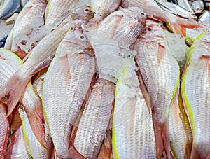 Sultanka, raw fish on ice at fish market