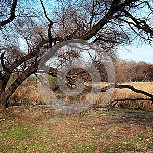 Sultanpur national park gurugram haryana India