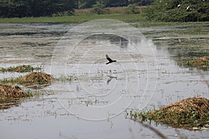 Sultanpur National Park photo