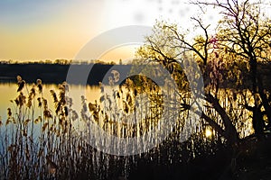 Sultry summer evening in the bay with reeds.Nature froze in anticipation of the night coolness.