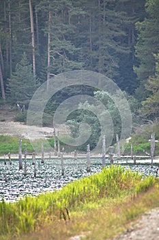 Suluklugol, tectonic Lake in AdapazarÄ± Akyazi Turkey, Suluklu Gol