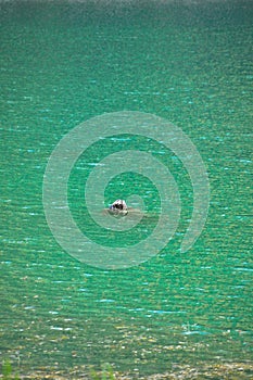 Suluklugol, there are trees in the lake, Suluklu Gol