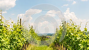 Sulztal, Styria / Austria - 2 June 2018: Vineyards Sulztal Leibnitz area famous destination wine street area south Styria