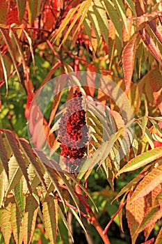 Sumac