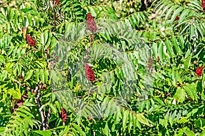 Sumac Anacardiaceae Background