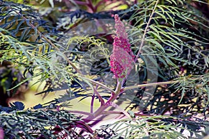 Sumac fluffy, or deer-horned Laciniata Acetic tree, Rhus typhina Laciniata