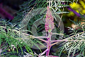 Sumac fluffy, or deer-horned Laciniata Acetic tree, Rhus typhina Laciniata