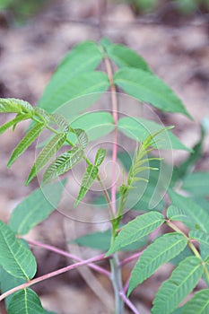 Sumac plant, young in spring