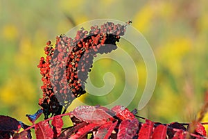Sumac seeds