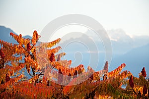 Sumac shrub with bright orange autumn foliage and snowy mountain background