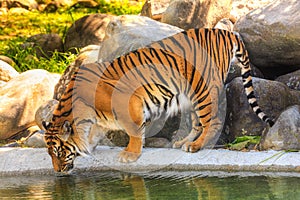 A Sumantran tiger drinking from a pool in its enclosure
