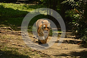 sumatera tiger at surabaya east java zoo photo