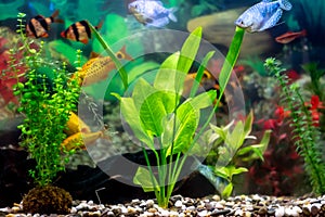 Sumatra barbs, blue gourami, golden barbs - tropical fish in a home decorative aquarium