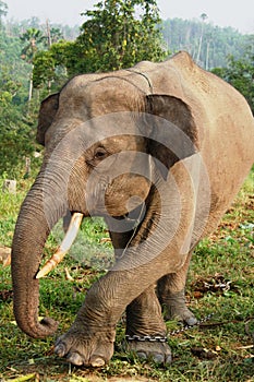 Sumatra Elephant photo