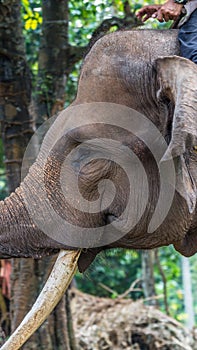 Sumatra elephant head closeup
