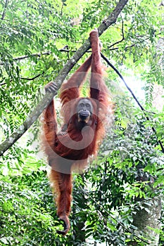 Sumatra Orangutan Hanging out photo