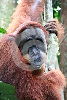 Sumatra Orangutan Male Portrait