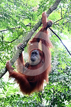 Sumatra Orangutan Mother