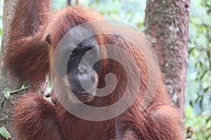 Sumatra Orangutan Portrait