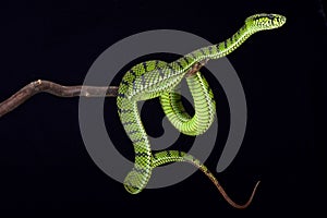 Sumatra pit viper (Parias sumatranus)