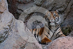 Sumatra tiger portrait close up while looking at you