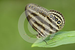 Sumatran brushfoot butterfly - Ragadia makuta
