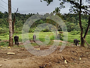 Sumatran elefent photo