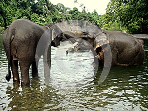 Sumatran elephans while kissing in the river