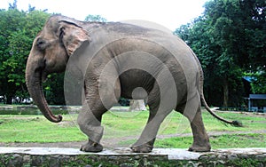 Sumatran elephant