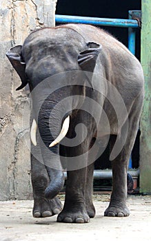 Sumatran elephant