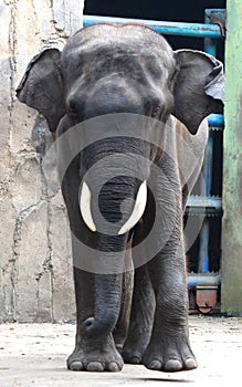 Sumatran elephant