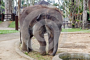 Sumatran elephant in Bali, Indonesia