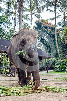 Sumatran elephant in Bali, Indonesia