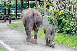 Sumatran elephant in Bali, Indonesia