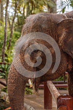 Sumatran elephant in Bali, Indonesia