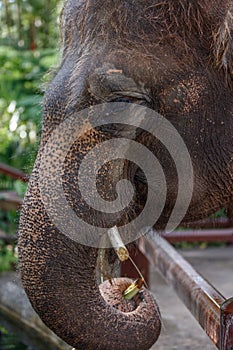 Sumatran elephant in Bali, Indonesia