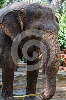 Sumatran elephant in Bali, Indonesia