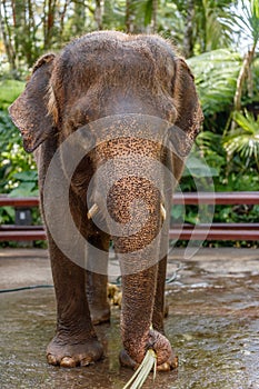 Sumatran elephant in Bali, Indonesia