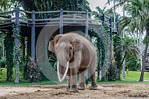Sumatran elephant in Bali, Indonesia