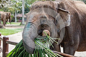 Sumatran elephant in Bali, Indonesia